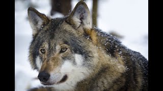 Wolf, howling sounds + interesting facts