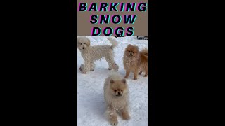 Cute Funny Barking Snow Dogs #shorts #funnydoggydog #youtubeshorts #shortsvideo