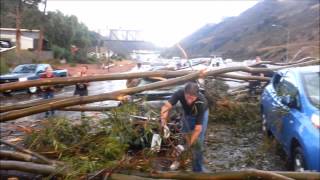 Tree crushes Nissan Leaf