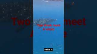 Two sharks meet A Whale#shorts#sharks