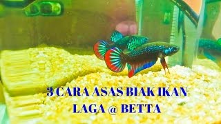 3 CARA ASAS YANG MUDAH MEMBIAK IKAN LAGA @ BETTA FISH