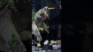 feeding centipede to snapping turtle