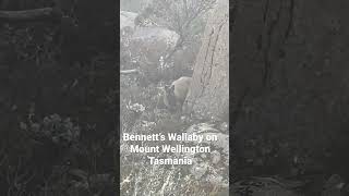 Bennett’s Wallaby in the wild