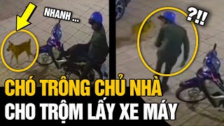 Nuôi chó trông nhà  BẮT TRỘM thế nào trộm vào nhà THÂN THIẾT như bạn thân