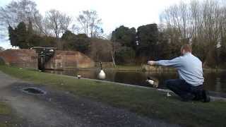 Feeding Canadian geese