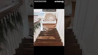 Woman Refuses to Decorate Her Dead Dog's Favourite Step || Dogtooth Media