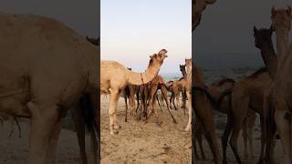 Camel daily routine in the evening #shorts  #shortvideo  #youtubeshorts