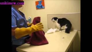 Kitty Teaches Vet A Lesson For Giving Him A Shot! l o l