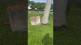 A Palm Tree growing into the grave #cemetery #headstone #graves #haunted #trending