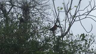 Howler Monkeys visit our tree tops. Five O’clock Dock. Building a beach house