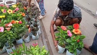 Kolkata Flower Plants Market Visit | Galiff Street