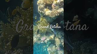 Коралловый риф Grand Rotana 🇪🇬 #египет #шарм #отдых #отель #море #отпуск #пляж #рыбы