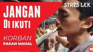 Nekat ganti pakan puyuh, stres gak ya ?