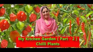 My Kitchen Garden ( Part - 2 ) Chili Plants - Life with Nisa Vlog