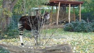 Okapi bei seiner Lieblingsbeschäftigung (Sträucher anknabbern)