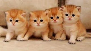 Baby Cats funny video 🤣try not to laugh challenge 🤣