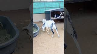 KIDDY GOAT🐐 PLAYING WITH ITS PARENT GOAT🤩 #funny #beautiful #trendingshorts