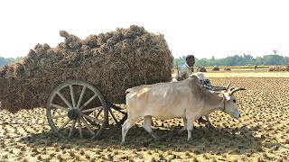 Bullock cart loaded with paddy from field // Bullock Cart Heavy Load paddy ride