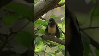 Rufous treepie juvenile eagarly waiting for her mother & searching around #ytshort #shorts #nature