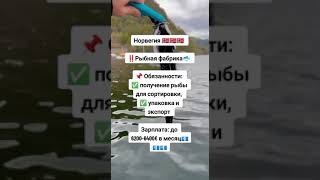 Робота Європа 🇪🇺 #Київ #Одеса #Львів #Харків #Дніпро #Запоріжжя #Полтава #Черкаси #Житомир #Миколаїв