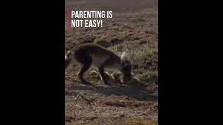 🦊😱 | Parenting Is Not Easy! #shorts