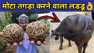 गाय/भैंस को मोटा तगडा करने का No.1 फॉर्मूला|Pashu ko mota karne| How to increase weight of animals