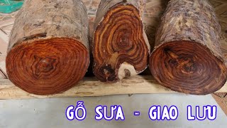 Giao Lưu Gỗ Sưa Bắc Non Và Gỗ Sưa Bắc Già 100 Năm - Có Sự Chênh Lệch Lớn Về Giá Trị