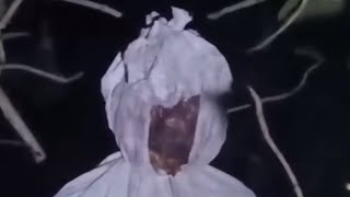 🔴Pocong Mecedel Di Kebun Singkong