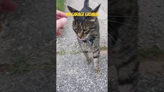 Codi loves hanging out in my garage #catvideos #goodboy #subscribe