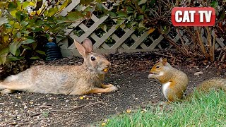 Кошачье ТВ для кошек 😺 | 🐰 Кролики, белки и птицы в дикой природе | 8 часов 4K HDR