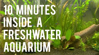 Freshwater Planted Aquarium