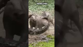 crocodile attack #shorts #viral #trending #animals