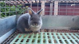 Blue Otter Netherland Dwarf Kit