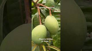 #mango #mangojuice #fertilizer #agriculture #agricoltura #tropicalfruits #tropicalfruit #fertilizer