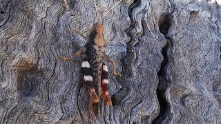 AwA Bandwing Grasshopper (Oedipodidae)