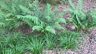 Sedges and Ferns