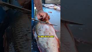 How to Fillet a Pargo with Captain Dave Hansen! - Part 2