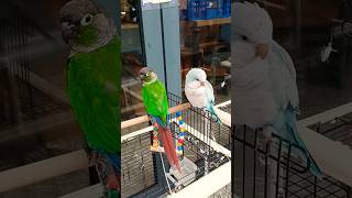 Lovely Parrots ❤️ #parrot #birds #shorts #shortvideo #trending #viralvideo