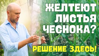 Чеснок ЖЕЛТЕЕТ, что делать?