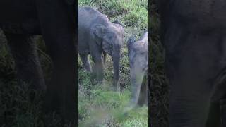 Baby Elephants Are In Mud..!!#animals #elephant #babyelephant #mud #youtubeshorts #shorts #short