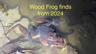 Wood Frog finds from 2024