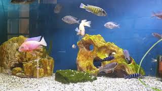 Malawian african cichlids fishtank 450 ltrs