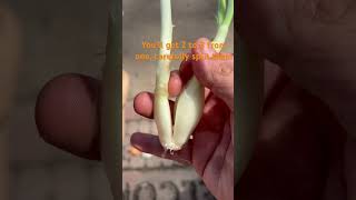 How to Grow Onions from a Sprouting Onion!