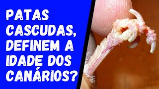 Cascas nas patas dos canários, define a idade? O que é? Como tratar? 🤔