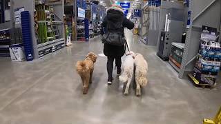 Levi, Gus, & Baylor | 3 Golden Doodles | Off Leash k9 Training