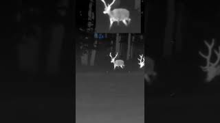 2 Red deer thermal | pulsar footage