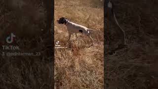 pointer inglés muestra y respeto al vuelo #pointer  #perrosdecaza #الصيد #caza #chasse #perdiz