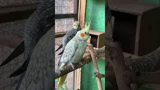 Cute Cockatiel #parrot #cockatiel #petbird #pet #cute #cockatoos #shorts #lovebirds #talkingparrot