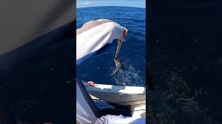 12LB LINE vs COBIA!! #cobia #fishing #softplastic #bigfish #fishingvideo #fishinglife #fishingtips