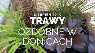 trawy ozdobne w donicach 08 2019